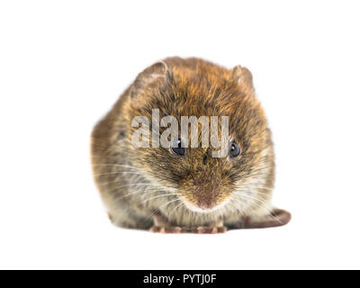 Frontale Großaufnahme der wilden Bank vole Maus (Myodes Glareolus) Suchen Sie wütend in die Kamera auf weißem Hintergrund Stockfoto