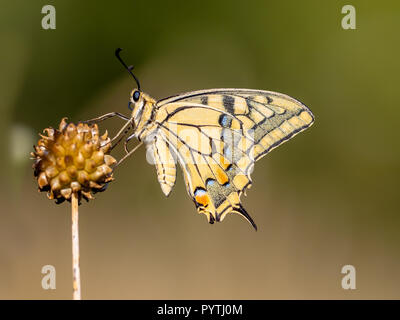 Swallowtail (Zygaena Filipendulae) ruht auf Allium Anlage im Morgenlicht. Der Schwalbenschwanz ist Europas größte native Schmetterling, und auch eines unserer Stockfoto