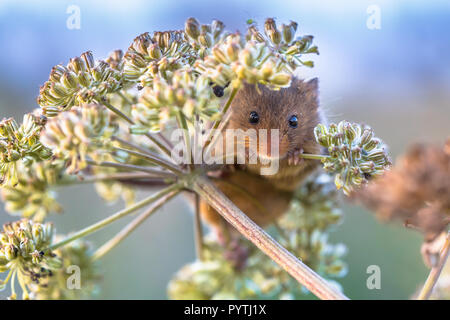 Eurasischen Ernte Maus (Micromys Minutus) Fütterung mit Samen der Kuh Petersilie (Anthriscus sylvestris) und suchen in der Kamera Stockfoto