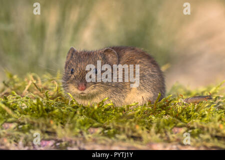 Wild Bank vole (Myodes glareolus Clethrionomys glareolus; früher). Kleine vole mit rot-braunen Fell in natürlicher Umgebung Stockfoto