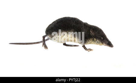 Eurasischen Wasserspitzmaus (Neomys fodiens) zu Fuß auf weißem Hintergrund Stockfoto