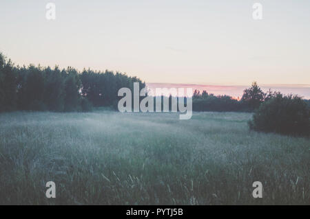 Weißer Nebel legt über das Gras Feld. Romantischen Sommerabend Szene. Stockfoto