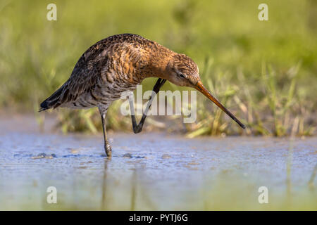 Uferschnepfe (Limosa limosa) wader Vogel kratzen Hals im Wasser stehend. Dieser Zucht Lebensraum tritt in der niederländischen Küstengebiete. Über Stockfoto