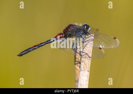 Ruby whiteface (Leucorrhinia rubicunda) Libelle auf mit grünem Hintergrund Reed thront. Stockfoto