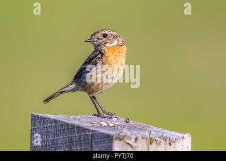 Weibliche Europäische Schwarzkehlchen (Saxicola rubicola) auf der Suche nach hinten und auf der ländlichen Landschaft in den Niederlanden Anmelden gehockt Stockfoto