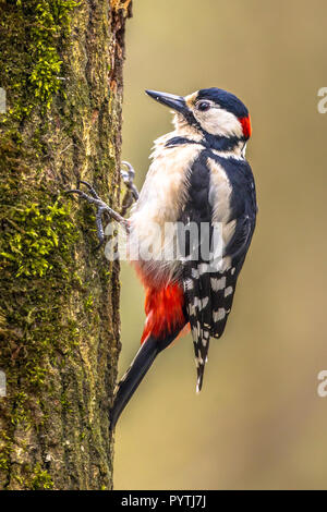 Buntspecht (Dendrocopos major) vertikal auf einem Baum in typische Position gehockt. Diese Schwarz, Weiß mit roten Wald Vogel verteilte t Stockfoto