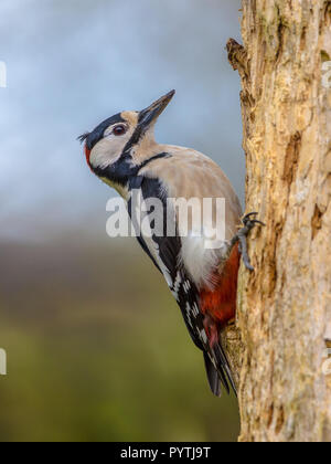 Buntspecht (Dendrocopos major) auf einem Baum in typische Position gehockt. Diese Schwarz, Weiß mit roten Wald Vogel ist im gesamten E Stockfoto