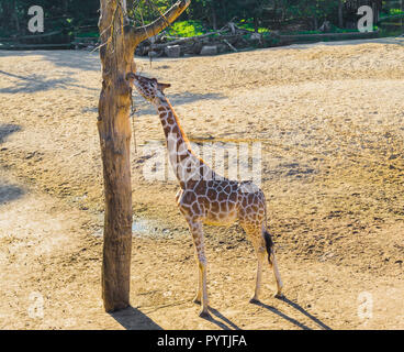 Savanna animal Porträt einer Giraffe erreichen und Essen aus einem Zweig in einem Baum Stockfoto