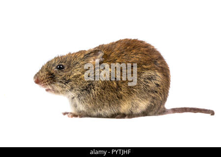 Studio Bild des wilden Bank vole Maus (Myodes Glareolus) sitzen auf vier Beinen von der Seite gesehen Stockfoto