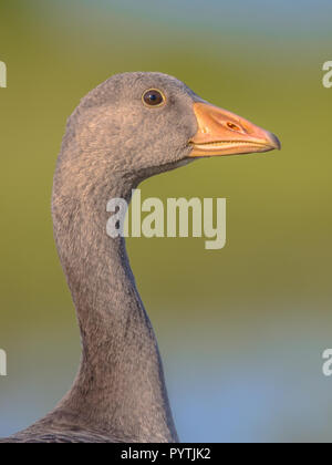 Freundliche Leiter der Graugans (Anser anser) Portrait. Diese Vogelart brütet in Nordeuropa und Nordasien und wurde in Australien eingeführt und Stockfoto