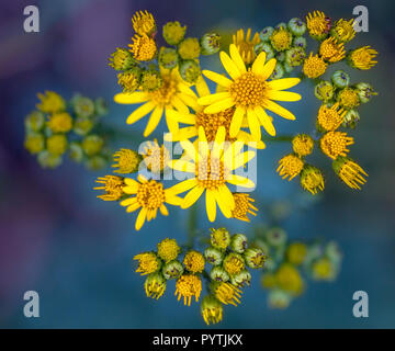 Ragwort (Maculata vulgaris) Makro Hintergrundbild auf Grün und Lila Hintergrund. Diese sehr häufig giftige wilde Blume in der Familie der Asteraceae Eingeborene ist Stockfoto