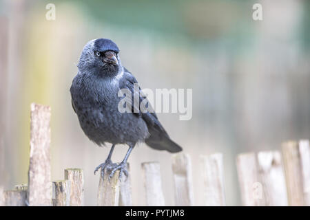 Western Dohle (Corvus monedula) auf Chestnut Zaun. In der Regel vorsichtig von den Menschen in den Wald oder auf dem Land, in den westlichen Dohlen sind viel Zahmer in städtischen Ein Stockfoto