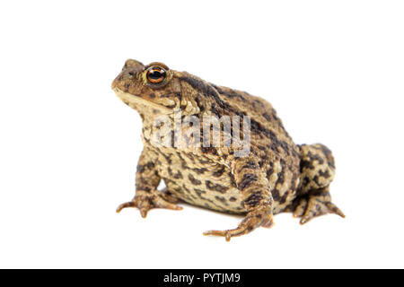 Europäische Erdkröte (Bufo bufo) auf weißem Hintergrund Stockfoto