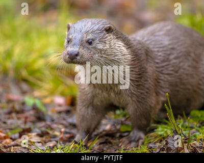 Fischotter (Lutra lutra) Wandern im Gras am Flussufer mit hellen Hintergrund Stockfoto