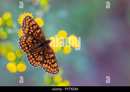 Die Heide Fritillary (Melitaea athalia) ist ein Schmetterling aus der Familie der, in ganz Europa nach Japan gefunden Stockfoto