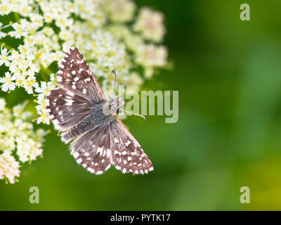 Schönen wilden Grizzled Skipper Schmetterling Schmetterling malvae) - Fütterung auf Blumen Stockfoto