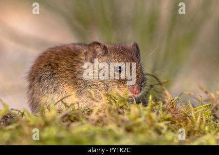 Bank vole (Myodes glareolus Clethrionomys glareolus; früher). Kleine vole mit rot-braunen Fell in natürlicher Vegetation. Stockfoto