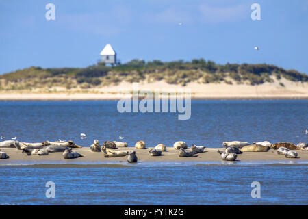 Dichtungen auf einer Sandbank in der Nähe der unbewohnten Insel Rottumerplaat im Wattenmeer Stockfoto