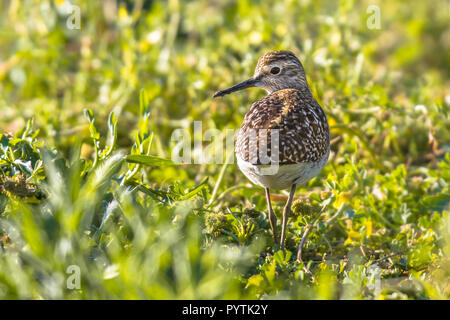Flussuferläufer (Actitis hypoleucos) auf der Suche nach Nahrung während der Migration in Zypern Salt Marsh Stockfoto