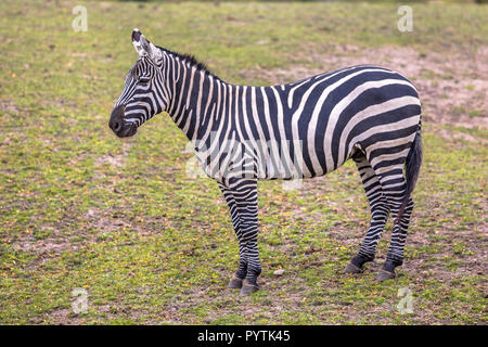 Maneless Zebra (Equus quagga borensis) im grünen Gras Savanne Stockfoto