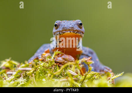 Frontale Portrait von bergmolch (Ichthyosaura alpestris) direkt in die Kamera schaut mit grünem Hintergrund Stockfoto