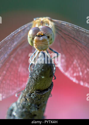 Frontalansicht des Gemeinsamen darter Dragonfly (Sympetrum striolatum) auf Stick im Sommer Sonne gehockt Stockfoto