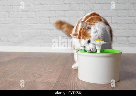 Durstig Langhaarkatze Trinkwasser aus einer PET-Trinkbrunnen. Stockfoto