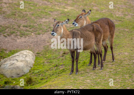 Wasserböcke (Kobus ellipsiprymnus) ist eine Antilope in sub-Saharan Afrika Stockfoto