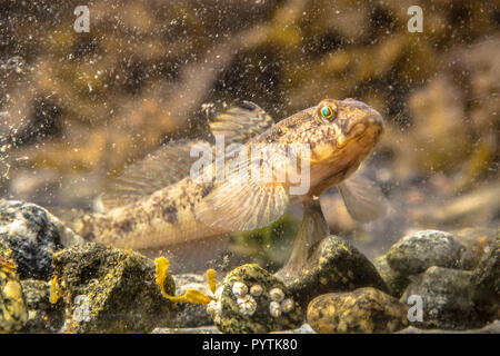 Marine fisch Schwarz Grundel (Gobius niger) im natürlichen Lebensraum Stockfoto