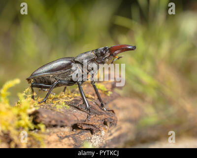 Lucanus cervus ist die bekanntesten Arten der Hirschkäfer im Westen (Familie Lucanidae) Stockfoto