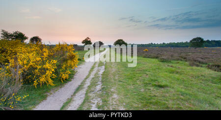 Sonnenuntergang über Hoorneboegse Heide an der Utrechtse Heuvelrug in der Nähe von Hilversum, Niederlande Stockfoto