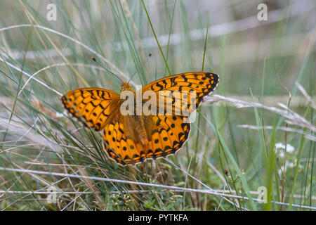 Die dunkelgrünen Fritillaryschmetterling bevorzugt Weiden und blumigen Banken Stockfoto