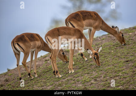 Impala (Aepyceros melampus) ist eine mittelgroße Antilope im östlichen und südlichen Afrika gefunden Stockfoto