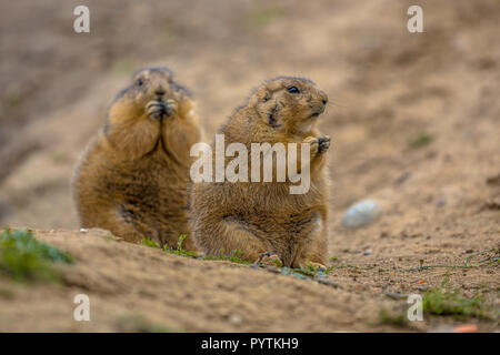 Schwarz-tailed Präriehunde (Cynomys ludovicianus) Essen in natürlichen Wüste Umwelt Stockfoto