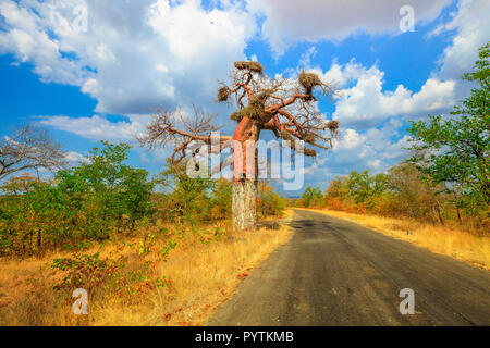 Game Drive Safari in Musina Nature Reserve, eine der größten Sammlungen von baobabs in Südafrika. Die malerische Landschaft der Baobab Baum in der Limpopo Spiel und Naturschutzgebiete. Stockfoto