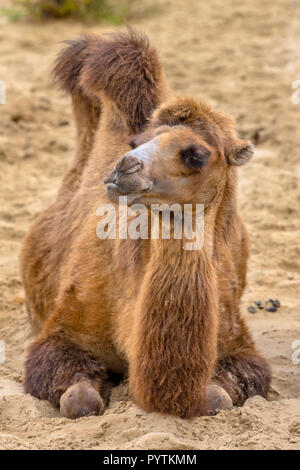 Wild Camel (Camelus ferus bactrianus) im Sand der Wüste ruhen Stockfoto