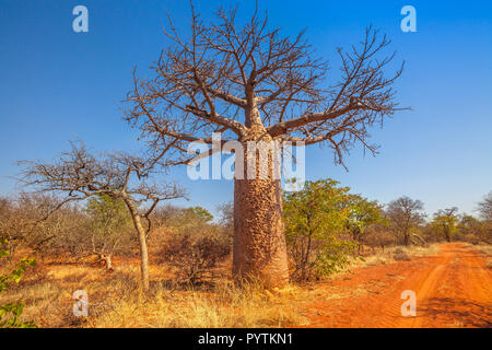 Baobab Baum auch als Affe Brot Bäume, tabaldi oder Flasche Bäume bekannt, in Musina Nature Reserve, eine der größten Sammlungen von baobabs in Südafrika. Limpopo Spiel und Naturschutzgebiete. Stockfoto