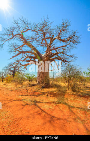 Baobab Baum auch als Affe Brot Bäume, tabaldi oder Flasche Bäume bekannt, in Musina Nature Reserve, Südafrika. Baobab Forest Reserve in Limpopo. Vertikale erschossen. Sonnenlicht mit blauem Himmel. Stockfoto