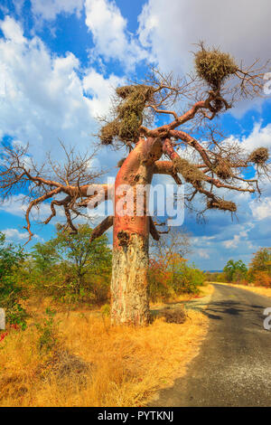 Game Drive Safari im Baobab Baum Wald auch als Affe Brot Bäume, tabaldi oder Flasche Bäume in Musina Nature Reserve, Südafrika bekannt. Afrikanische Savannenlandschaft. Vertikale erschossen. Reiseland. Stockfoto