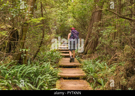 Mittleres Alter Frau wandern, Cape Alava Trail, gemäßigten Regenwald, in der Nähe von Cape Alava, Pazifikküste, Olympic National Park, Washington State, USA Stockfoto