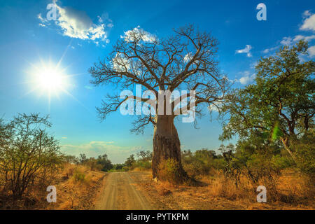 Baobab Baum in Musina Nature Reserve, eine der größten Sammlungen von baobabs in Südafrika. Pirschfahrt in der Limpopo Spiel und Naturschutzgebiete. Sonnigen Tag mit blauen Himmel. Stockfoto