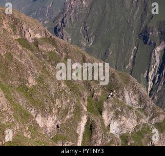 Kondore über den Colca Canyon bei Condor Kreuz oder Cruz Del Condor Aussichtspunkt in Chivay, Peru Stockfoto