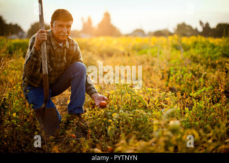 Porträt eines Bauern crouching neben einer Tomate in einem Feld von Kulturpflanzen. Stockfoto