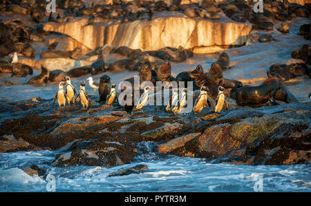 Afrikanische Pinguine auf Seal Island. Dichtungen Kolonie auf dem Hintergrund. African Penguin, Spheniscus demersus, auch als die Brillenpinguine und schwarz-foo bekannt Stockfoto