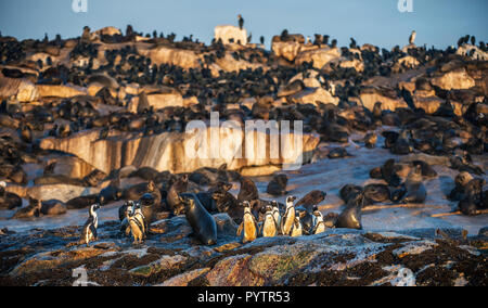 Afrikanische Pinguine auf Seal Island. Dichtungen Kolonie auf dem Hintergrund. African Penguin, Spheniscus demersus, auch als die Brillenpinguine und schwarz-foo bekannt Stockfoto