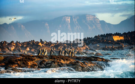 Afrikanische Pinguine auf Seal Island. Dichtungen Kolonie auf dem Hintergrund. African Penguin, Spheniscus demersus, auch als die Brillenpinguine und schwarz-foo bekannt Stockfoto