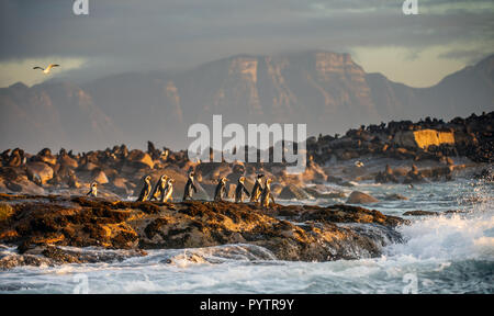 Afrikanische Pinguine auf Seal Island. Dichtungen Kolonie auf dem Hintergrund. African Penguin, Spheniscus demersus, auch als die Brillenpinguine und schwarz-foo bekannt Stockfoto