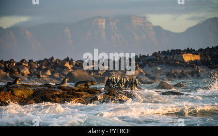 Afrikanische Pinguine auf Seal Island. Dichtungen Kolonie auf dem Hintergrund. African Penguin, Spheniscus demersus, auch als die Brillenpinguine und schwarz-foo bekannt Stockfoto