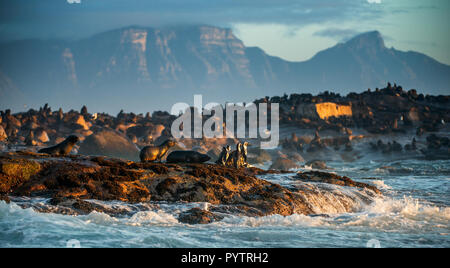 Afrikanische Pinguine auf Seal Island. Dichtungen Kolonie auf dem Hintergrund. African Penguin, Spheniscus demersus, auch als die Brillenpinguine und schwarz-foo bekannt Stockfoto