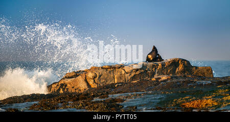 Kap Fell Dichtung lag auf Felsen. Wissenschaftlicher Name: Arctocephalus pusillus Pusillus. Wellen entlang der Küste aus Stein mit Spritzern. Südafrika. Dichtung Isl Stockfoto